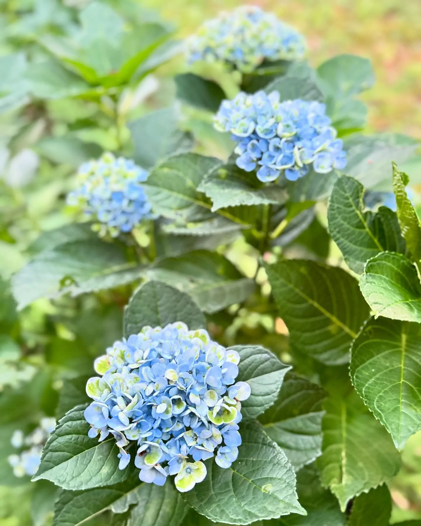 庭のアジサイ.•♬マジカルレボリューション💙💙💙