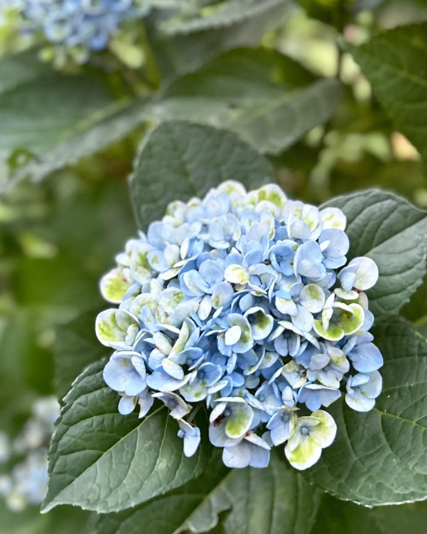 庭のアジサイ.•♬マジカルレボリューション💙💙💙