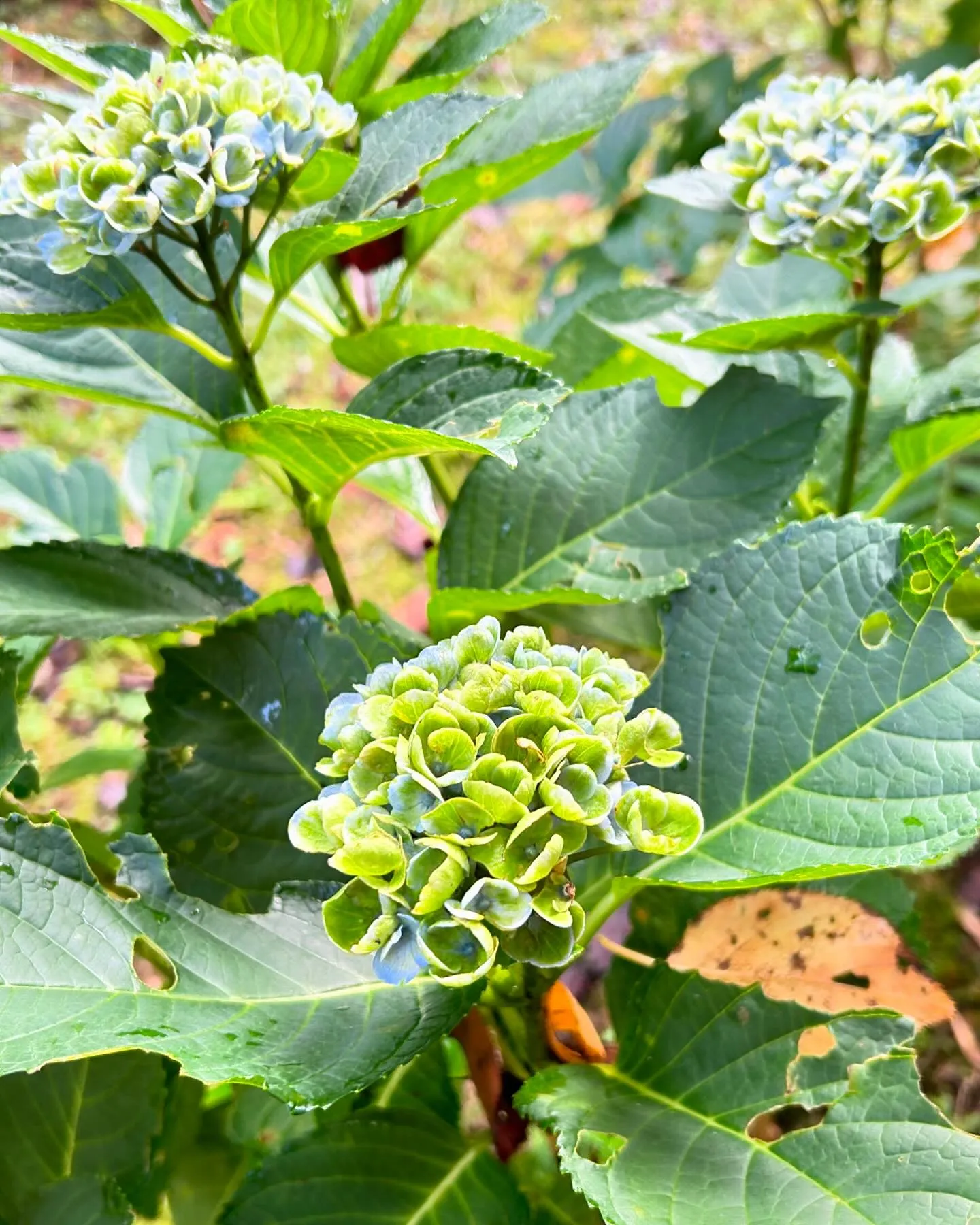 今朝の紫陽花マジカルレボリューション💙💚𖤣𖥧𖥣𖡡𖥧𖤣‎