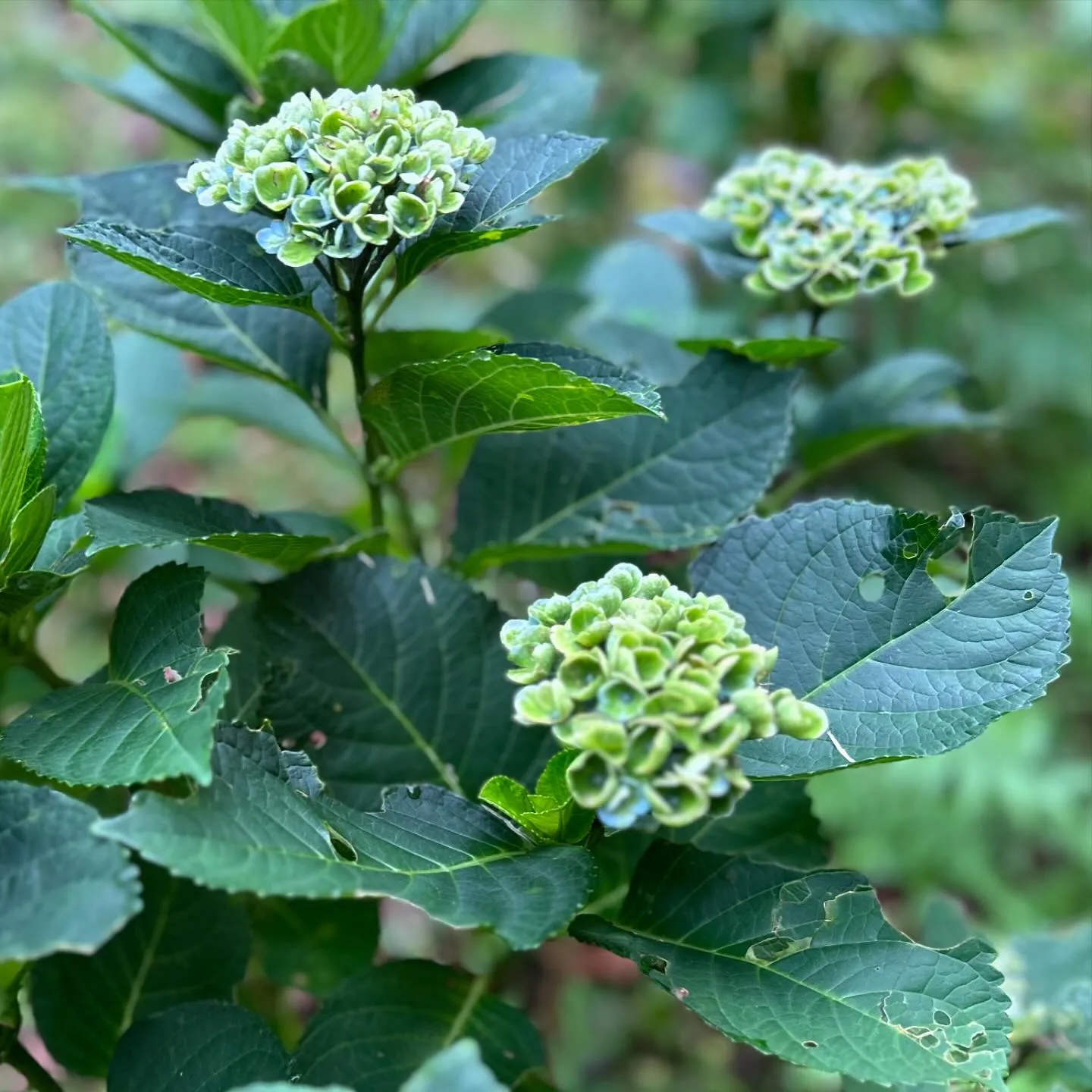 今朝の紫陽花マジカルレボリューション💚💚💙