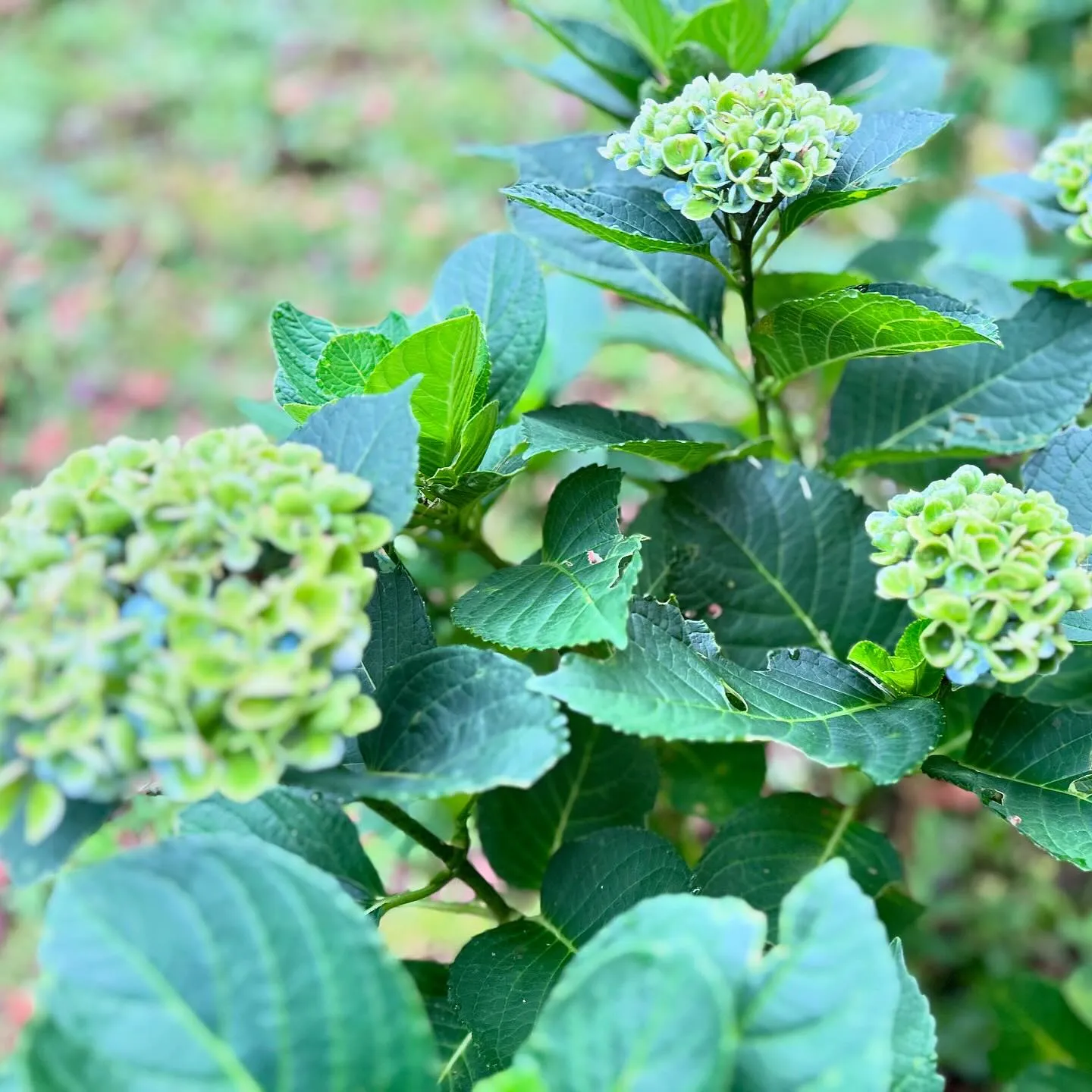 今朝の紫陽花マジカルレボリューション💚💚💙