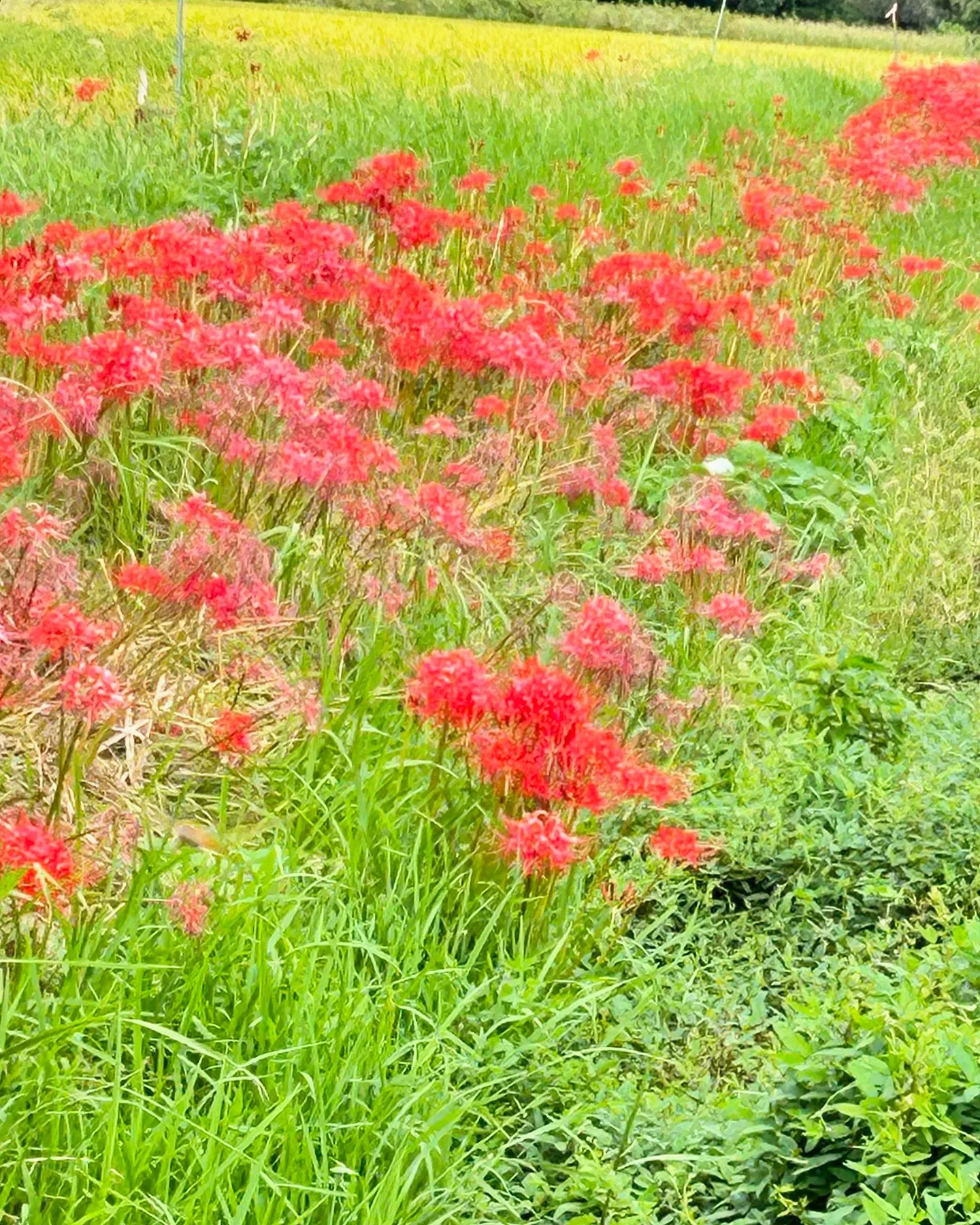 お彼岸が明け朝晩涼しくなりました‪ﾟ･*:.｡❁