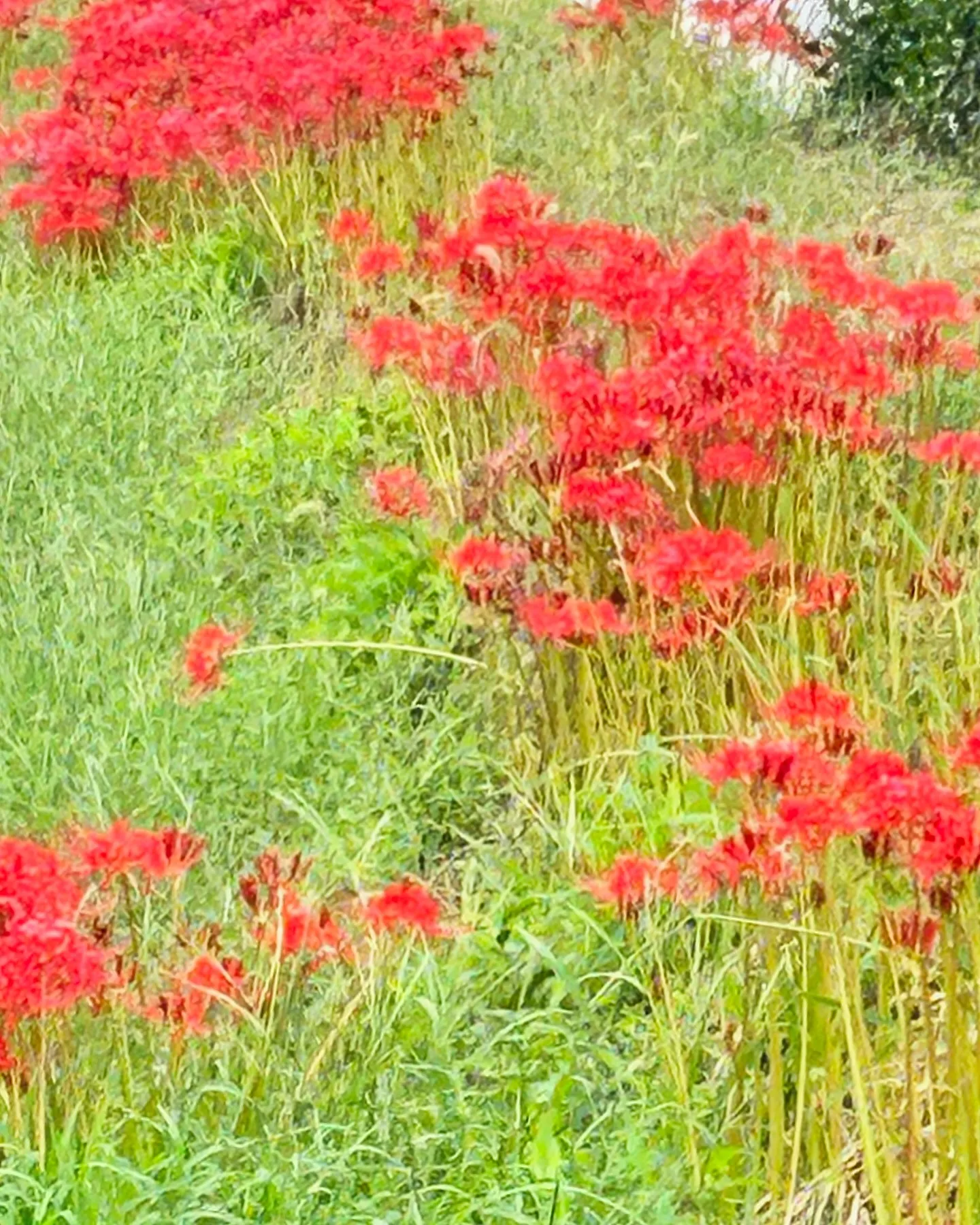 お彼岸が明け朝晩涼しくなりました‪ﾟ･*:.｡❁