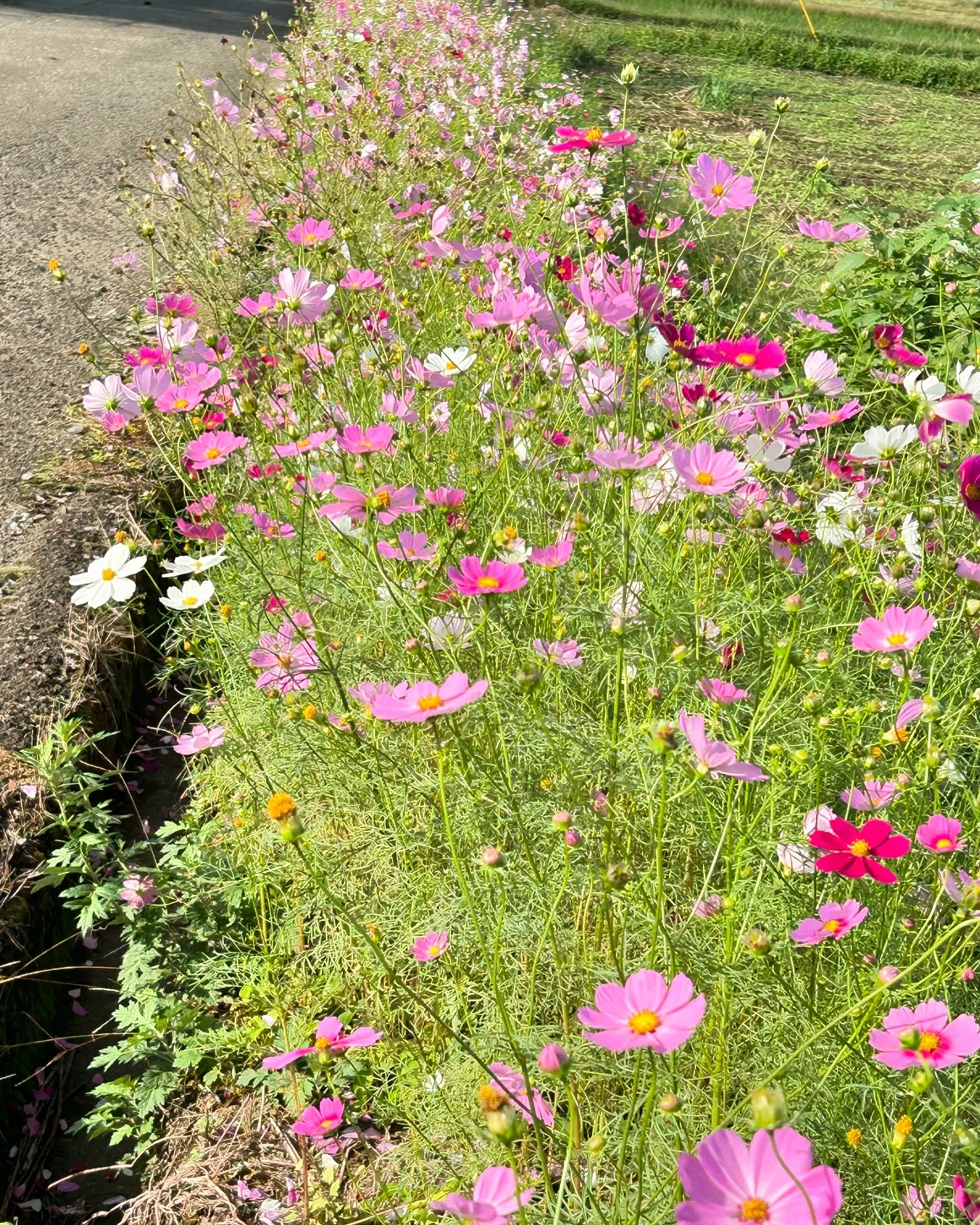 紫陽花✿向日葵✿秋桜✿ᵕ̈*