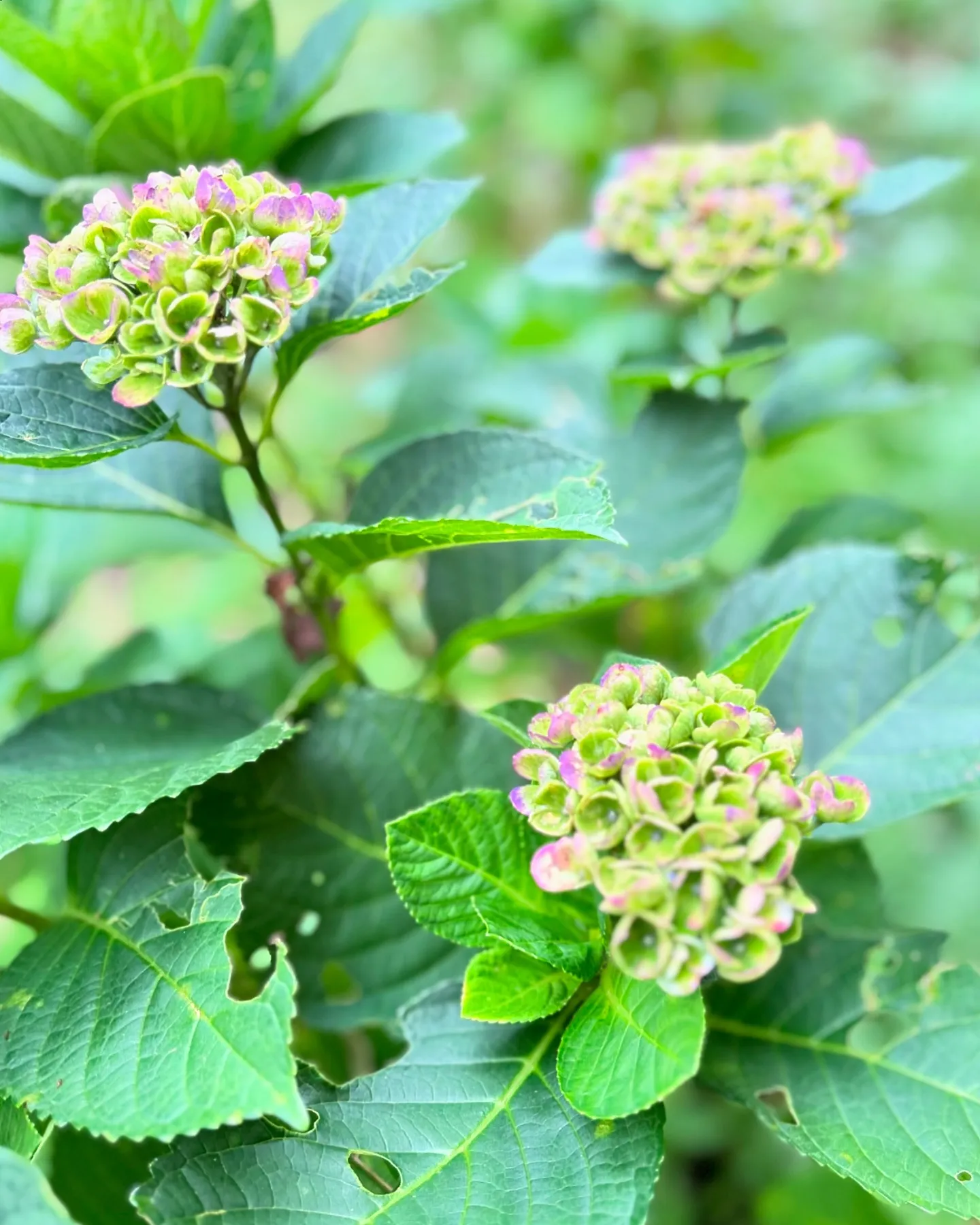 紫陽花✿向日葵✿秋桜✿ᵕ̈*