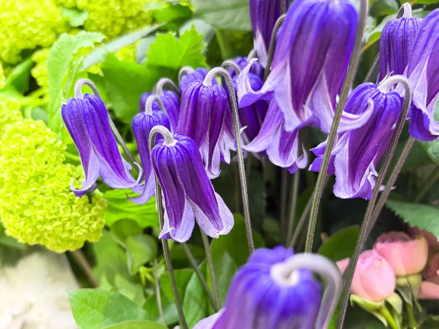 ロウグチクレマチス*:＊.·°✲