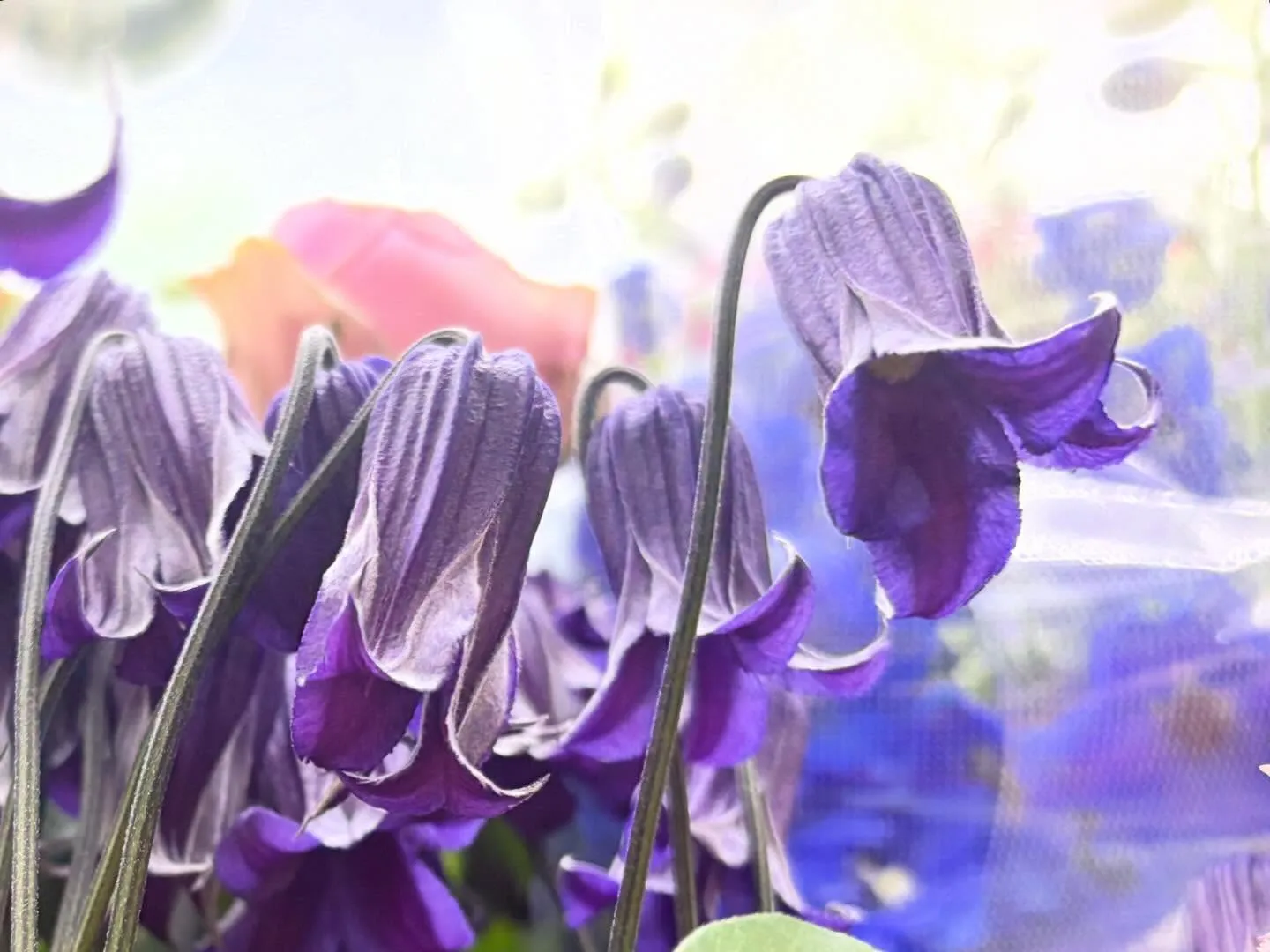 ロウグチクレマチス*:＊.·°✲