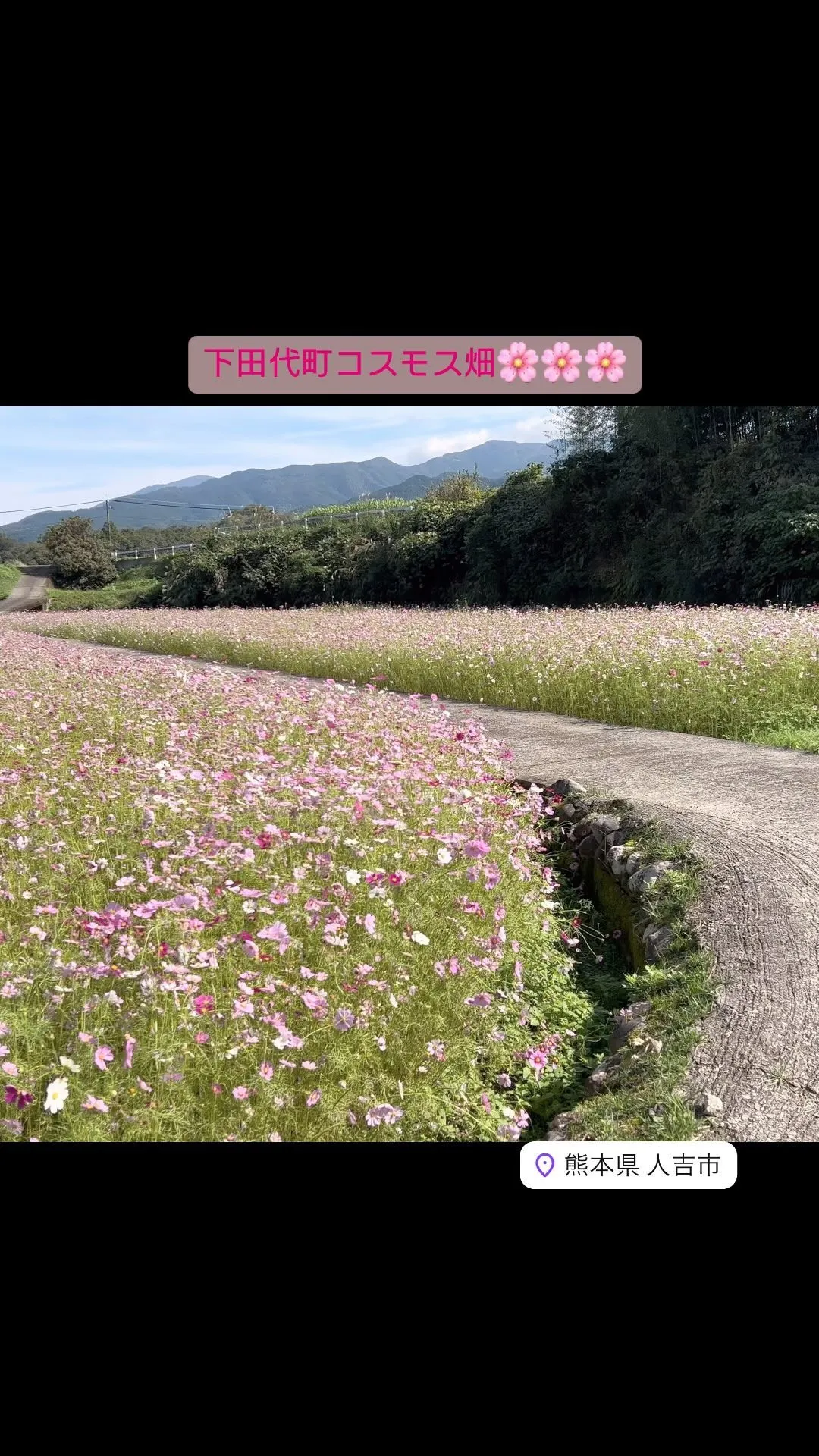 色とりどりのコスモスが咲いていました🌸🌸🌸✿ฺ ஐ:*:･✿...