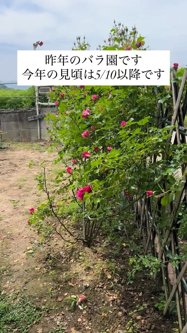 山江村簑原の花色舞GARDENバラ園𖤣𖥧𖥣𖡡𖥧𖤣‎‪🥀✧‬
