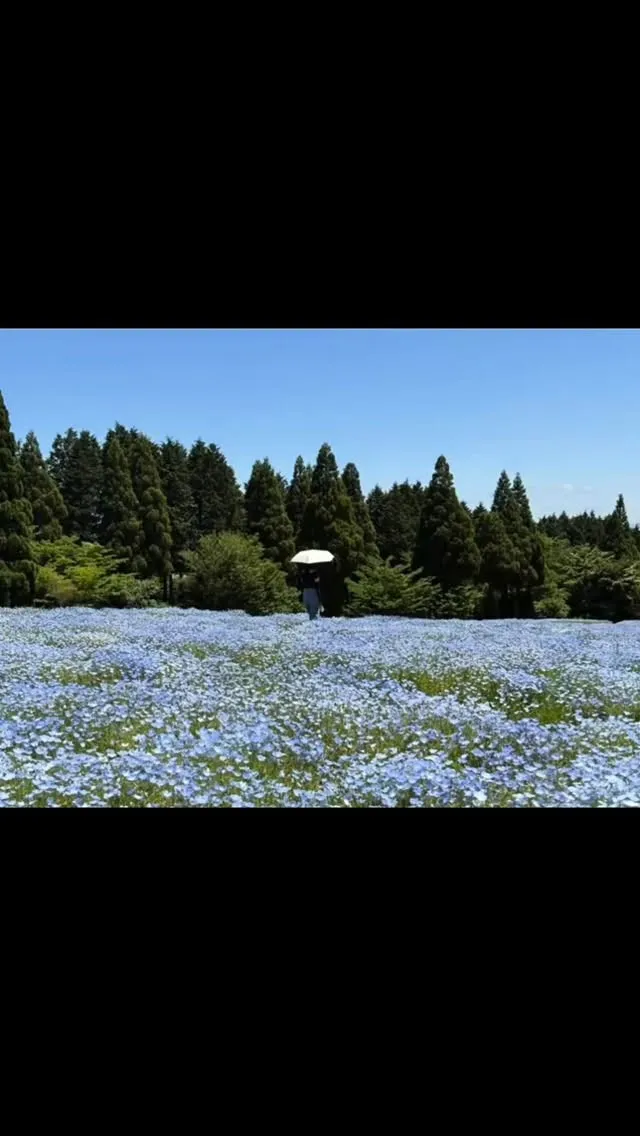 母の日終わりの連休✽.｡.:*・ﾟ ✽.｡.:*・ﾟ ✽.｡...